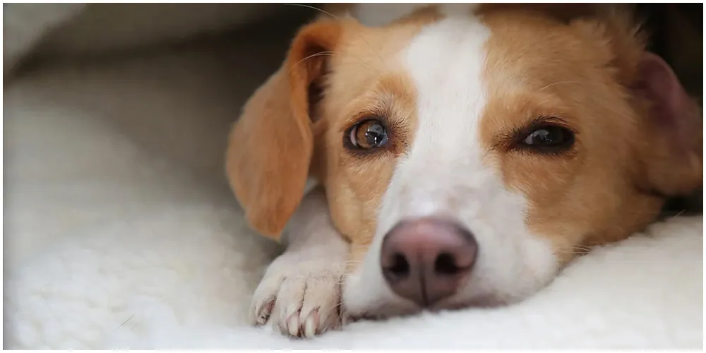The Nature of Things: Can Dogs Talk?, edited by Geoff Klein, directed by Roberto Verdecchia